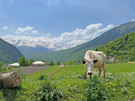 大山养牛