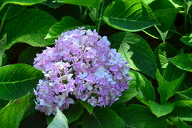 绣球花 
