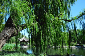 垂柳风景