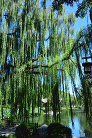 公园风景