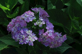 绣球花