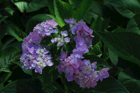 绣球花 