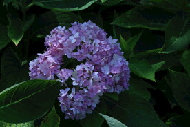 绣球花