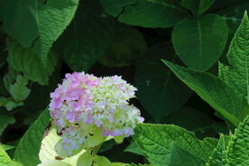 绣球花