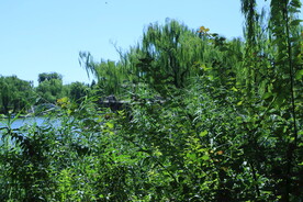 公园风景 