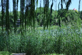 公园风景 