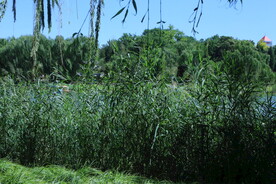 公园风景 