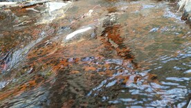 双龙峡溪水石头河流