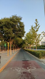 人行道绿化带骑行道