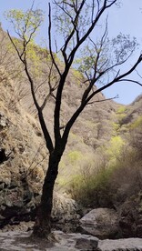 双龙峡峡谷树木溪水春天