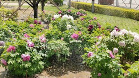 园博园牡丹花卉绿植