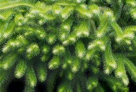 针叶草素材