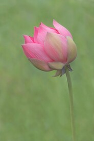 荷花素材 