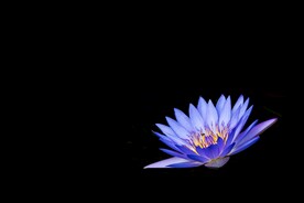 紫色莲花