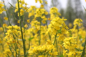 油菜花 