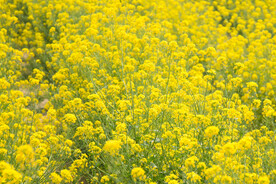 油菜花