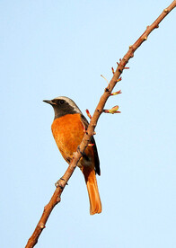 赭红尾鸲图