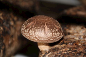 香菇