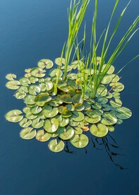 金钱海草