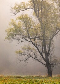 树木和草地素材