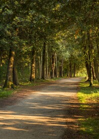 林间小路