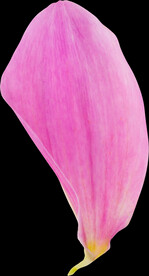 粉色花瓣元素