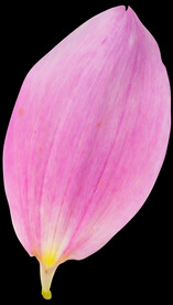 粉色花瓣元素