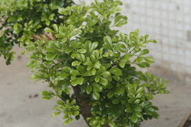 米兰花