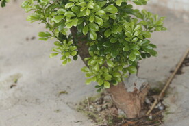 米兰花