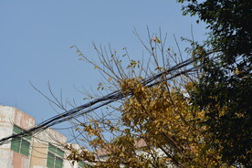 树枝