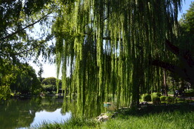 公园风景 
