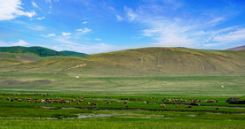 内蒙古草原牧场放牧