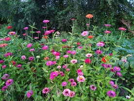 园林花卉