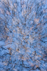 航拍雪景中的树林