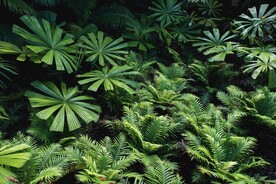 阙类植物叶子和百褶叶素材