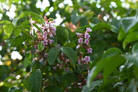 杨桃花
