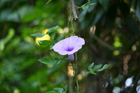 牵牛花