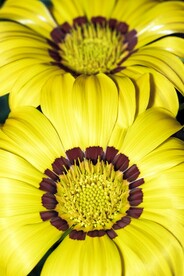 菊花素材