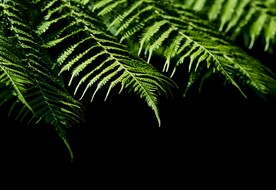 阙类植物叶子素材
