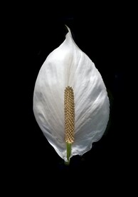 花烛