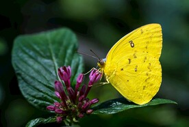 蝶恋花