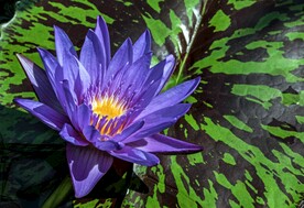 蓝莲花