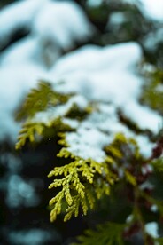 冬天雪景