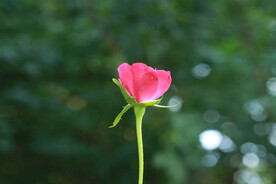 月季花