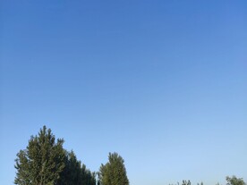 午后天空树木背景