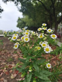 飞蓬花