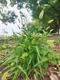 狗尾巴草