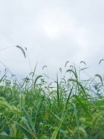 狗尾草