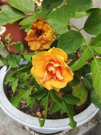 月季花