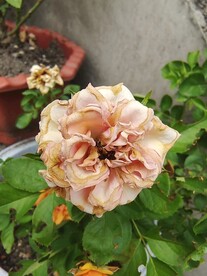 月季花